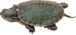 Turtle PNG-24758